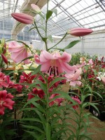 [4160 Jantine Mak No201.JPG]